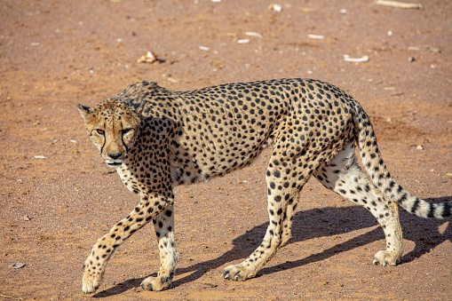 cheetah standing in a grassy clearing looking over shoulder while hunting