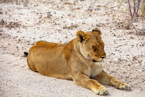 Lioness laying down in savanna