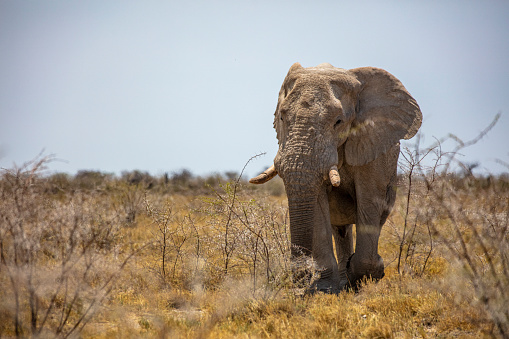 Single elephant walking in savannah