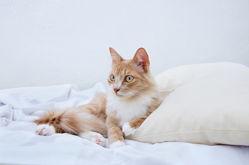 Beige young cat lying on a pillow on a white sheet.