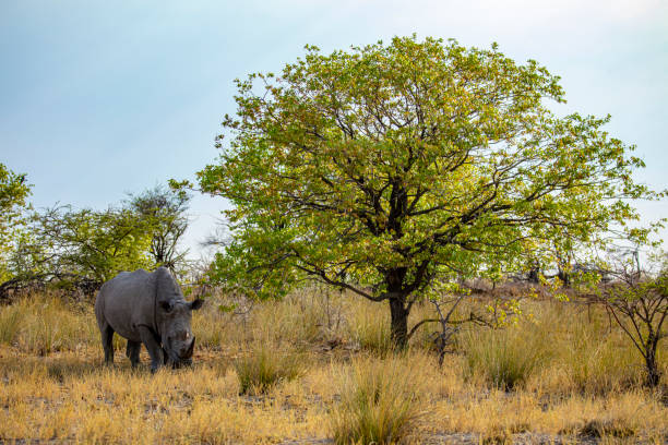Single rhinoceros in savannah close to tree