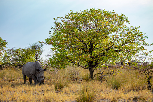 White rhinoceros in Etosha