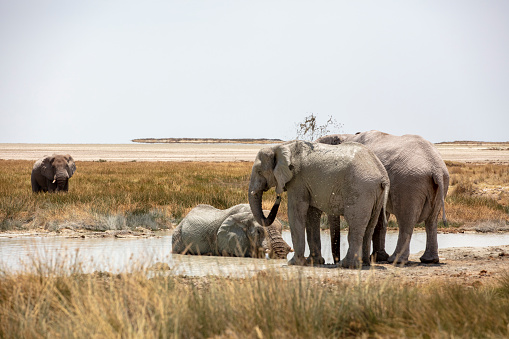Elephants bathing in pond in savannah