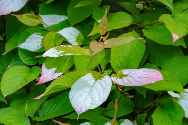 Close-up of colorful  pink and green leaves of creeper Actinidia (Actinidia kolomikta, Actinidiaceae), commonly known as variegated-leaf hardy kiwi, a species of deciduous woody vine.
