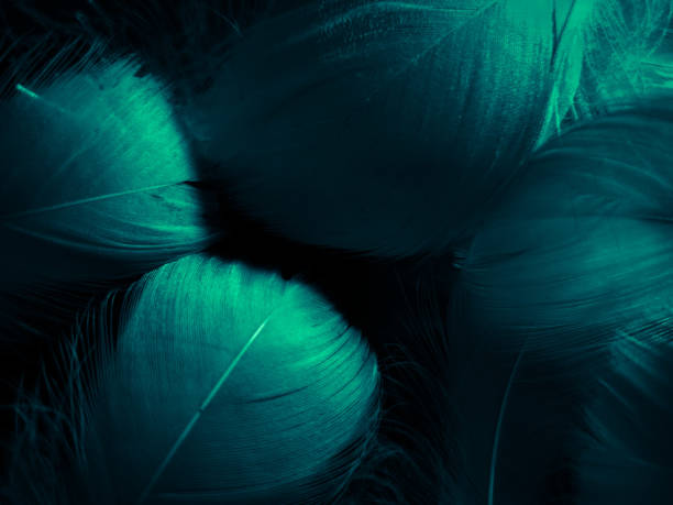 istock Beautiful abstract blue and green feathers on dark background and soft white feather texture on white pattern and green background, feather background, green banners 1263923299