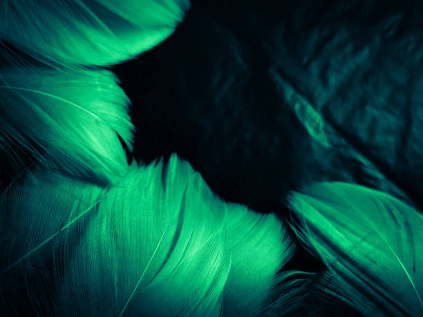 istock Beautiful abstract blue and green feathers on dark background and soft white feather texture on white pattern and green background, feather background, green banners 1263923818