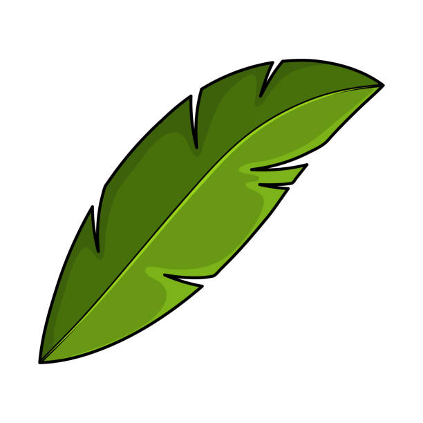 白に分離されたココヤシの葉。単一の漫画のエキゾチックなフロンド。熱帯ヤシの木の一部。緑のココナッツまたはバナナの葉のシンボルやアイコン。ジャングルの木の夏のシンプルな葉っ� - green banana tree banana tree点のイラスト素材／クリップアート素材／マンガ素材／アイコン素材