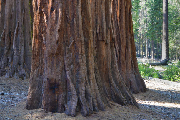 istock Bark Of A Sequoia Tree In California 1263924870