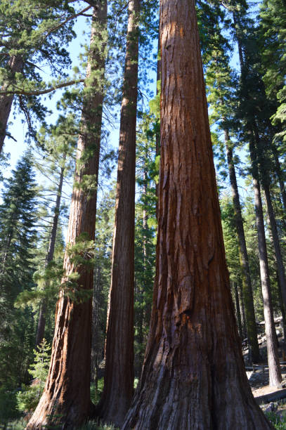 istock Sequoia Trees In California 1263924872
