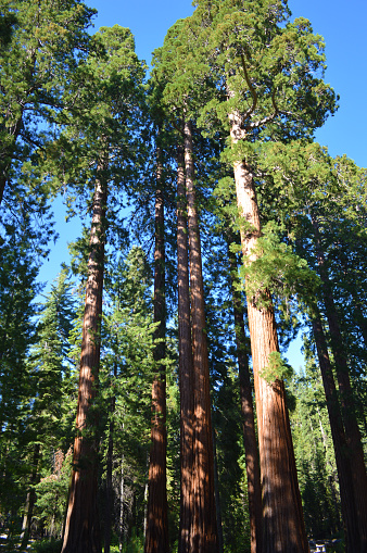 Very large Sequoia red wood trees during the daytime sunlight