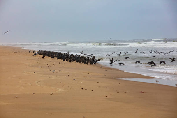 Black birds on beach next to sea under overcast sky