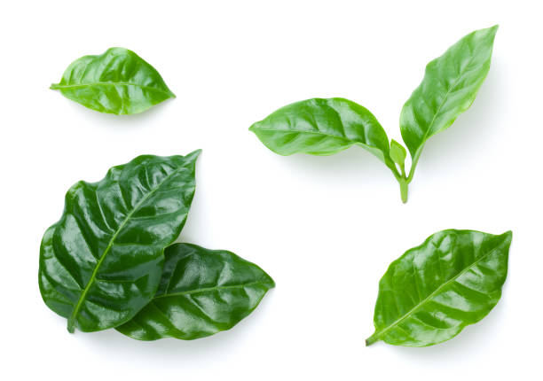 Coffee Leaves Isolated On White Background Fresh coffee leaves isolated on white background. Top view arabica coffee drink photos stock pictures, royalty-free photos & images