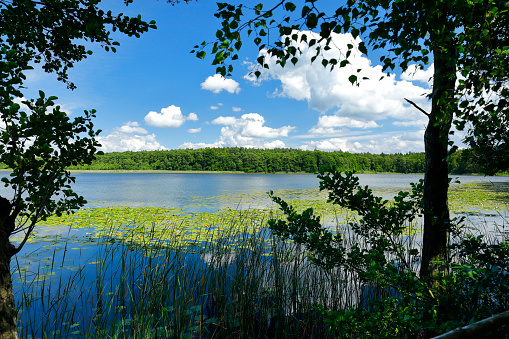 Water lilies on the Priesterbäker lake in Meccklenburg-Vorpommern