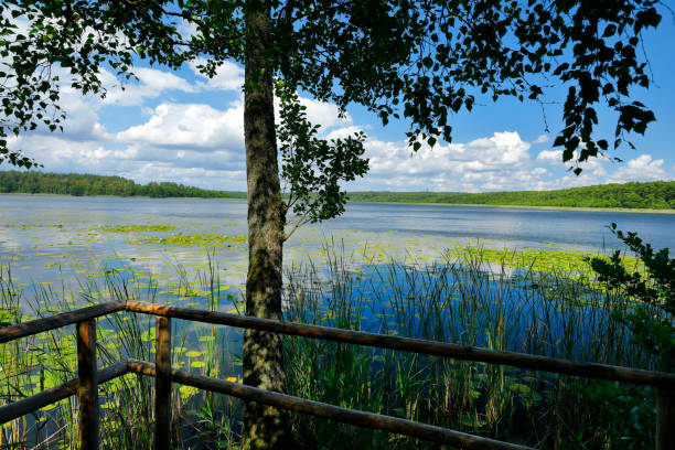 Priesterbäker Lake in the Muritz National Park Water lilies on the Priesterbäker lake in Mecklenburg-Vorpommern muritz national park photos stock pictures, royalty-free photos & images