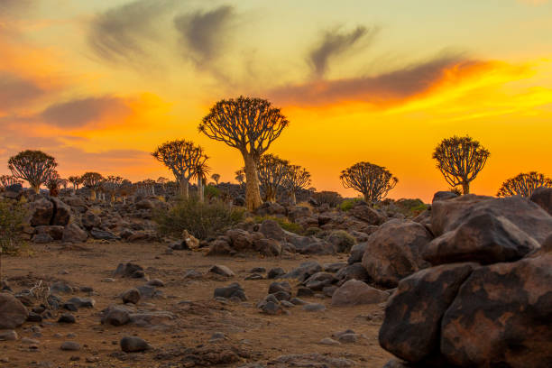 widok na sawannę o zachodzie słońca, las drzewny, namibia, afryka - keetmanshoop zdjęcia i obrazy z banku zdjęć
