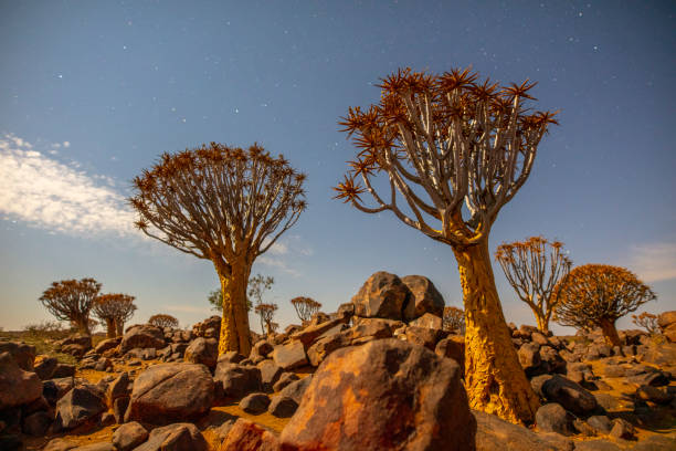 Quiver tree or kokerboom (Aloidendron dichotomum, prev. Aloe dichotoma). Gannabos, near Nieuwoudtville. Northern Cape. South Africa.