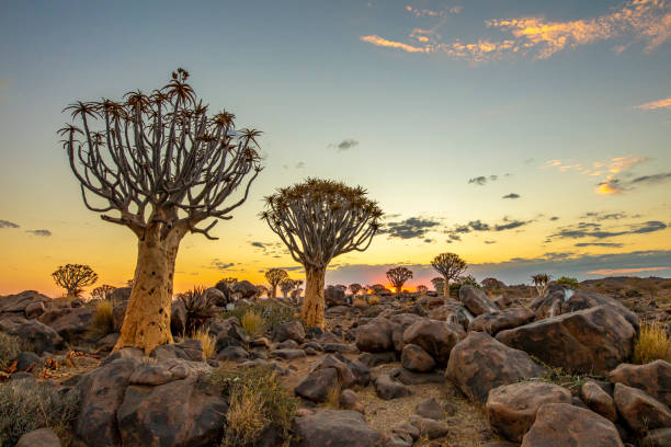 View of moody sky over savanna during sunset
