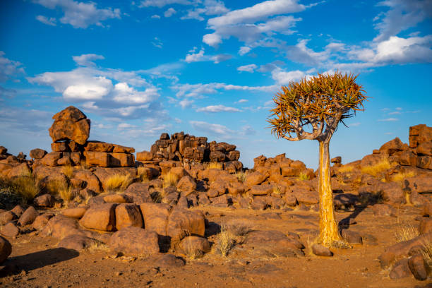 formacje skalne na pustyni, las drzewnych, namibia, afryka - keetmanshoop zdjęcia i obrazy z banku zdjęć