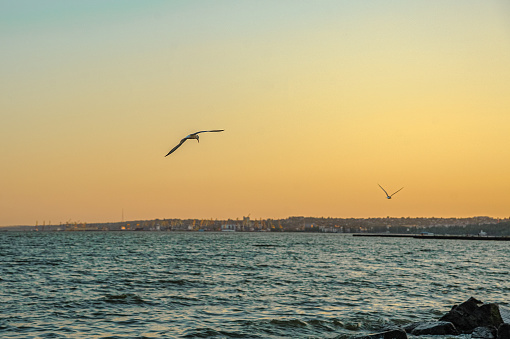 several seagulls fly near the coast of the Azov Sea at sunset. Mariupol, Ukraine