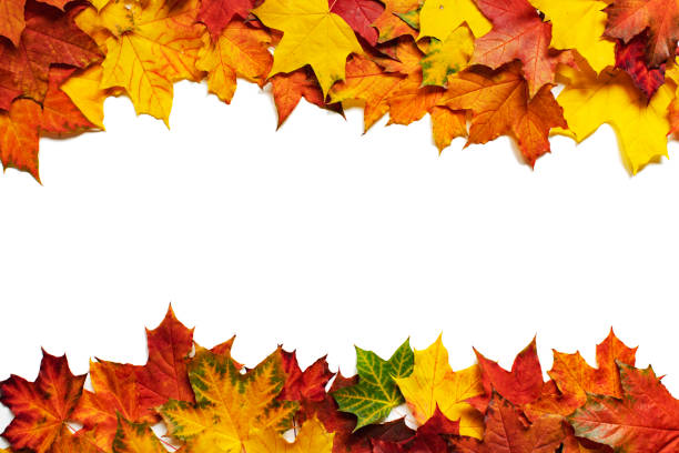 feuilles d’automne colorées d’érable - leaf maple green white photos et images de collection
