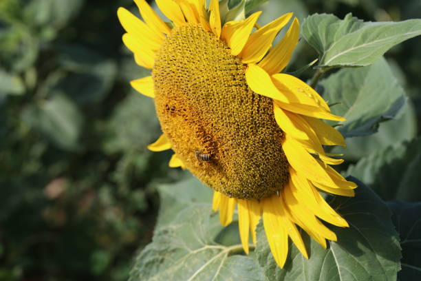 Yellow sunflower in a field on a green background.