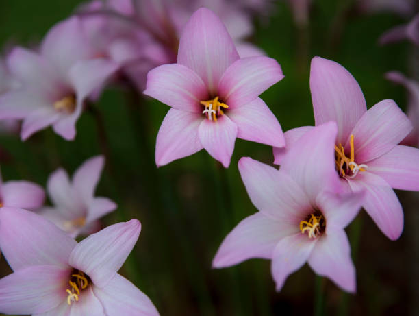 gigli di pioggia in fiore - zephyranthes lily foto e immagini stock