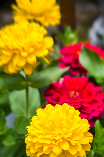 brillantes plantas con flores de verano en una maceta - daisy multi colored flower bed flower fotografías e imágenes de stock