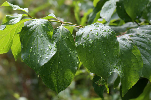 istock Green leaves with drops of moisture after rain 1263929123