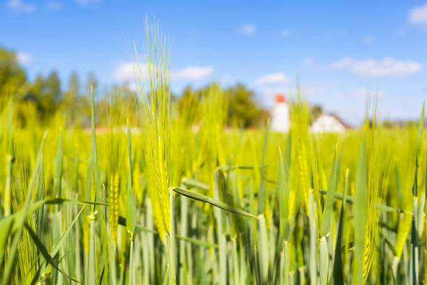 Agricultural field at rural Mecklenburg landscape and village building background (copy space)