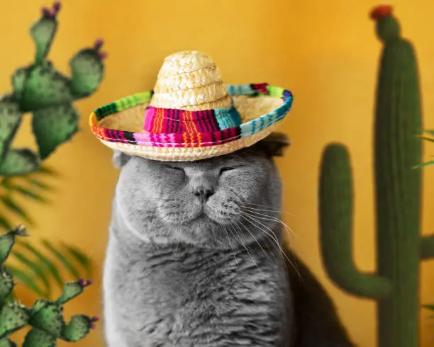 Photo of Funny gray cat in a Mexican sambrerro hat on his head. The cat's muzzle is sweet. In the background yellow background green cacti. Funny pets. Scottish Fold cat. Traveling with a pet. Clothes for cats