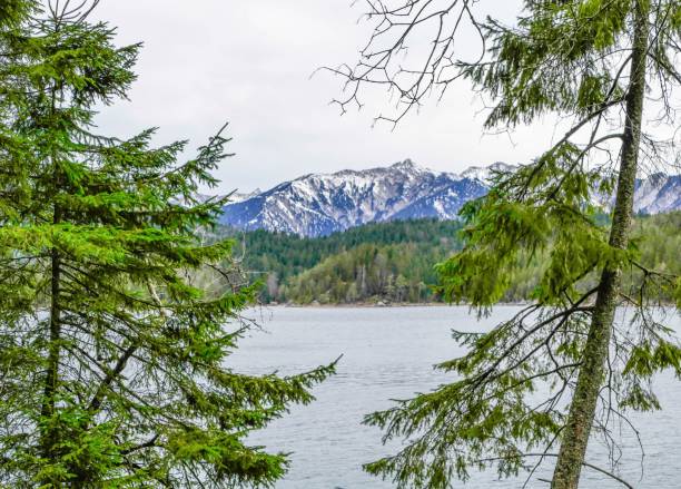 istock Fir Trees in Front of Lake Eibsee Bavaria 1263930528