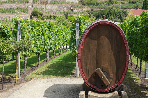 A wooden wine cask on a winery in Saxony