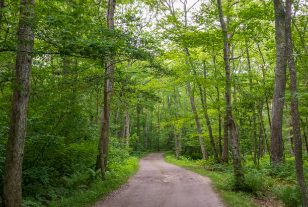 istock Scenic summer landscape in Wilbour Woods 1263932158