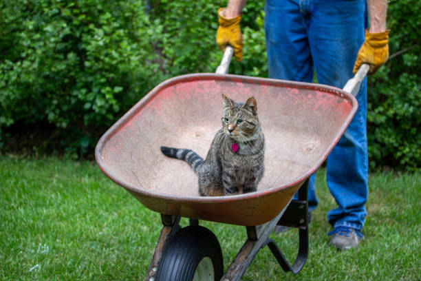 A serene Siamese cat rests peacefully on garden mulch with lush greenery in the background, creating a harmonious blend of nature and tranquility. A snapshot of gardening life and feline comfort.