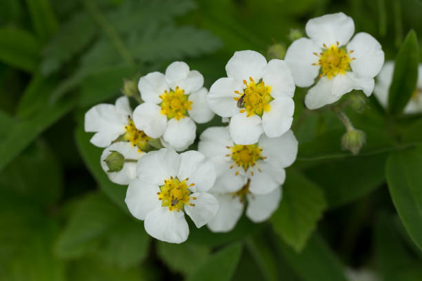 istock Blooming strawberries in summer 1263934551