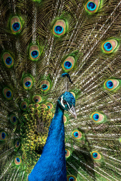 istock Male peacock bird, Pavo cristatus, with full display tail feathers 1263934580