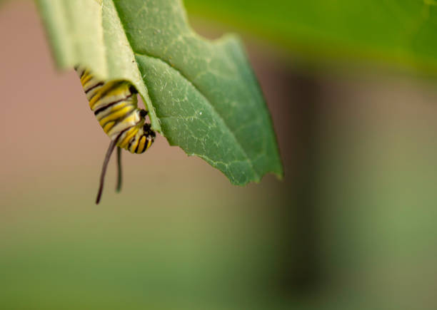 istock Monarch Butterfly Caterpillar Macro #1 1263936567