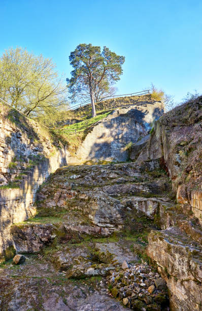 un árbol en una vieja roca en las ruinas del castillo de regenstein en blankenburg. parque nacional harz. sajonia-anhalt, alemania. - regenstein fotografías e imágenes de stock