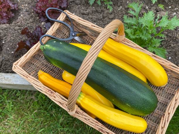 istock Lebanese, golden and green courgettes 1263937369