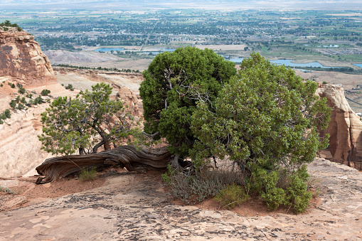 Overview of western Colorado's Grand Valley from the Window Arch trail with a juniper growing out of the rock on the canyon rim.