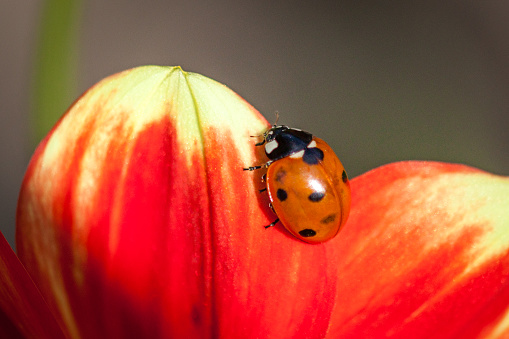 A ladybug on a dahlia 