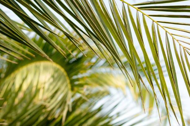 istock Green Palm branches, soft focus, tropical palm foliage, nature background 1263937789