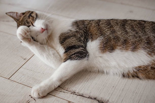 istock Kitten lying on the floor and cleaning himself 1263937898
