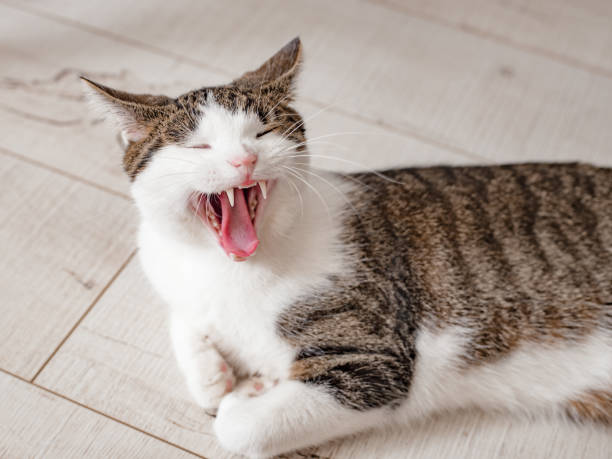 istock Cat yawns close-up. Multi-colored cat is posing in a home. 1263938534