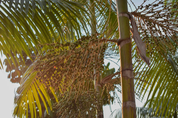 istock Amazonian acai (Euterpe oleracea) - Plant and Fruit 1263938660