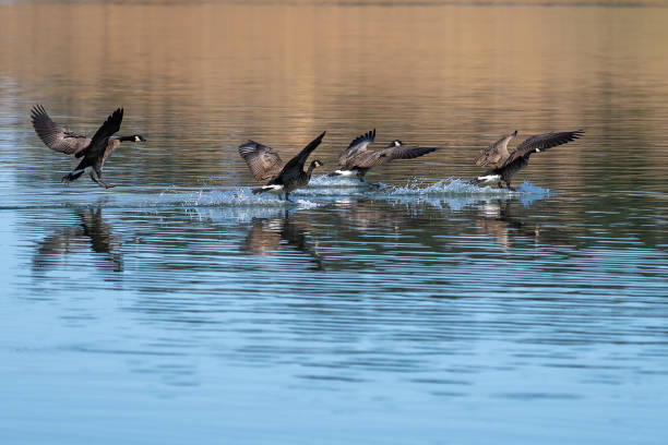 Canada geese flock flying landing on the water. Oregon, Ashland, Emigrant Lake, Summer