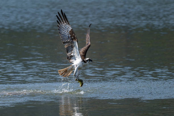 istock Osprey catching a fish and taking off from water. 1263940323