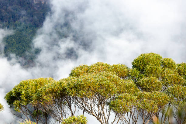 Eucalyptus tree in fog mountains, nature background with copy space, full frame horizontal composition