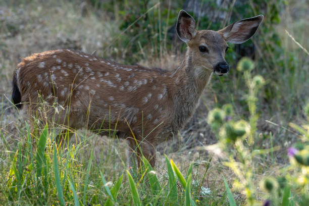 istock White-tailed deer fawn, baby animal. 1263940407