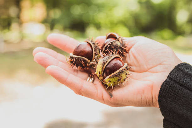 три спелых и блестящих коричневых каштана в женской руке - plant holding hands seed human hand стоковые фото и изображения